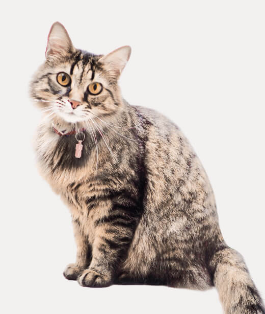 chat gris